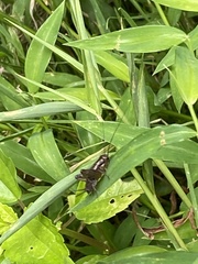 Allonemobius fasciatus