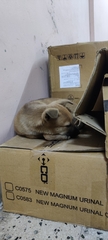 Canis familiaris