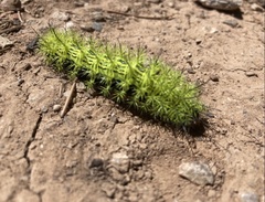 Automeris zephyria