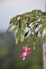 Schlumbergera