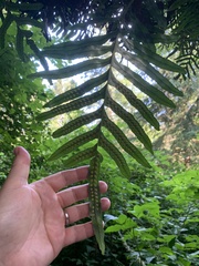 Polypodium scouleri
