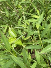 Allonemobius fasciatus