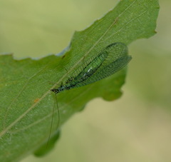 Chrysopa perla