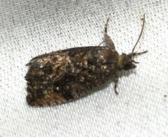 Gymnandrosoma punctidiscanum