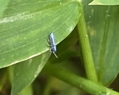 Lepidocyrtus paradoxus