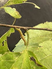 Trichoplusia ni