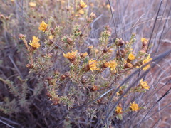Oedera humilis