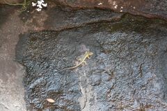 Pseudocordylus subviridis