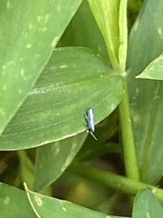 Lepidocyrtus paradoxus