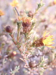Oedera humilis