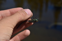 Somatochlora albicincta