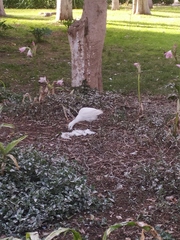 Bubulcus ibis
