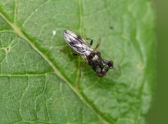 Sphyracephala brevicornis