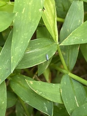 Lepidocyrtus paradoxus