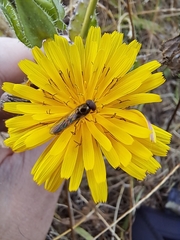 Melanostoma mellinum