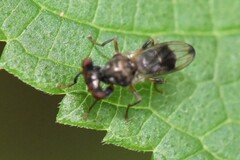 Sphyracephala brevicornis