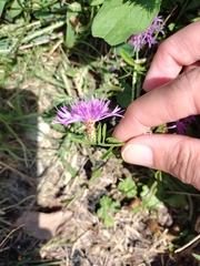 Centaurea stoebe