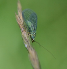 Chrysopa perla