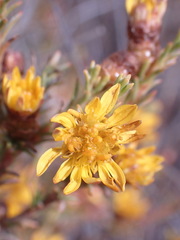 Oedera humilis