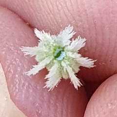 Daucus setifolius image