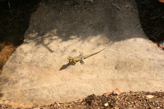 Pseudocordylus subviridis