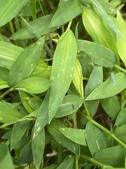 Lepidocyrtus paradoxus