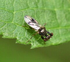 Sphyracephala brevicornis