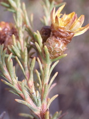 Oedera humilis