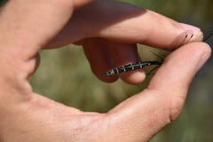 Somatochlora albicincta