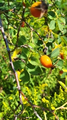 Rosa rubiginosa
