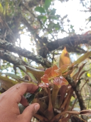 Ericaceae