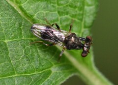 Sphyracephala brevicornis