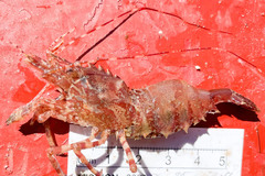 Lebbeus groenlandicus