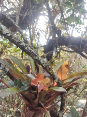 Ericaceae