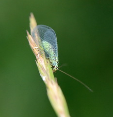 Chrysopa perla