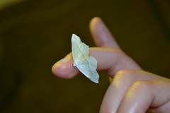 Campaea margaritaria