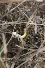 Chorthippus apricarius