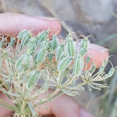 Daucus setifolius image