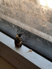 Nicrophorus tomentosus