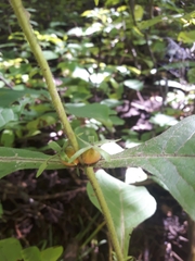 Triosteum aurantiacum