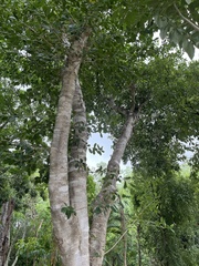 Melicoccus bijugatus