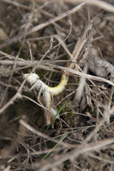 Chorthippus apricarius