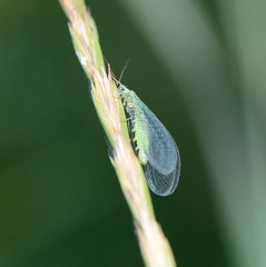 Chrysopa perla