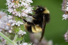 Bombus terricola