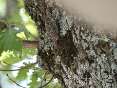 Certhia brachydactyla