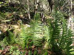 Polypodium arcanum