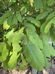 Carya texana
