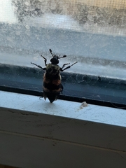 Nicrophorus tomentosus