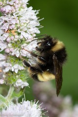 Bombus terricola
