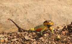 Pseudocordylus subviridis